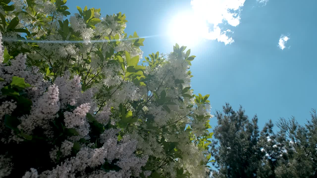 在一个阳光明媚的春天，盛开的鸟樱桃树，白色的花朵和绿色的叶子视频素材