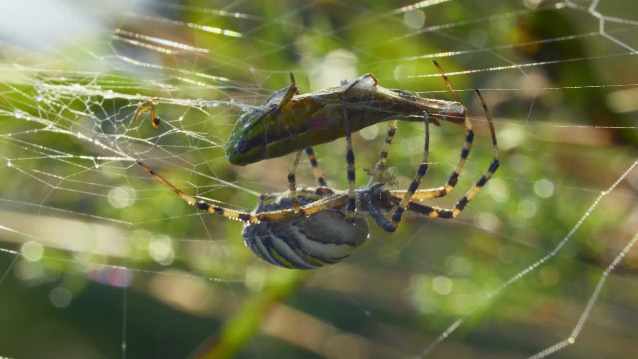 黄黑条纹的黄蜂蜘蛛Argiope Bruennichi抓到了一只大蚱蜢视频素材