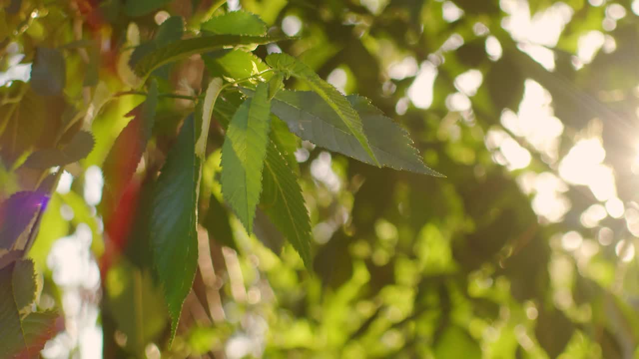 树叶在风中摇曳。美丽的圆的散景。阳光通过。抽象慢镜头视频素材