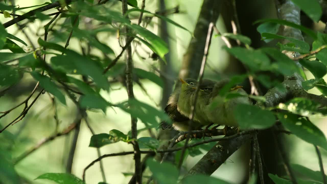 白俄罗斯普通糠(Phylloscopus collybita)对雏鸟的摄食视频素材