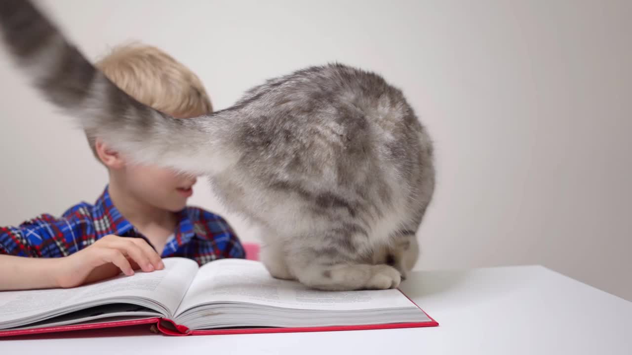 一个小学生看书，猫坐在前景和眨眼的苏格兰折叠男孩视频素材