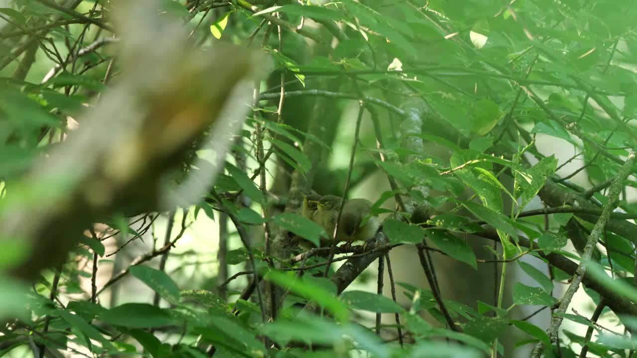 白俄罗斯普通糠(Phylloscopus collybita)对雏鸟的摄食视频素材