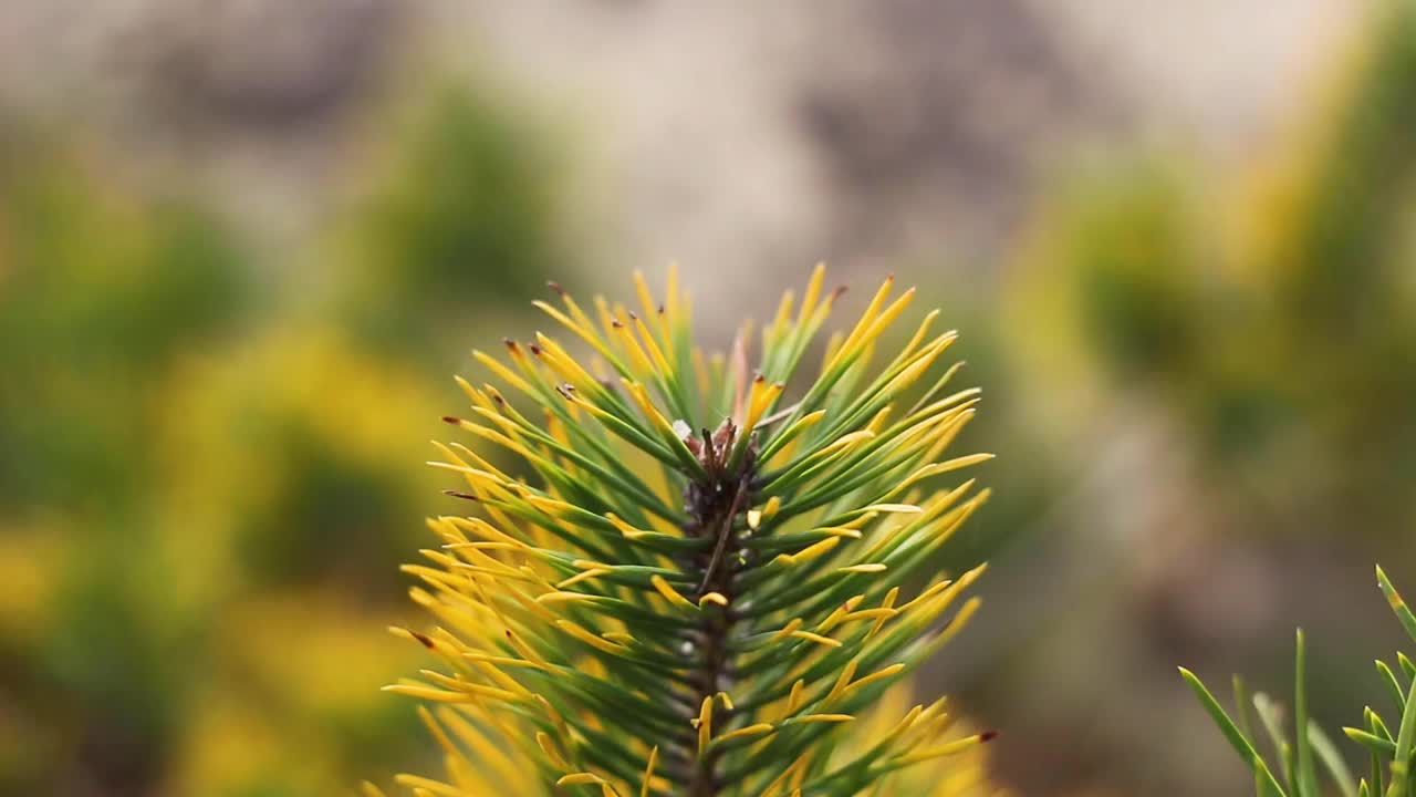 离焦的西伯利亚矮松(pumila松)黄色干燥或生病。西伯利亚的野生植物。美丽的自然背景。特写镜头。把焦点视频素材