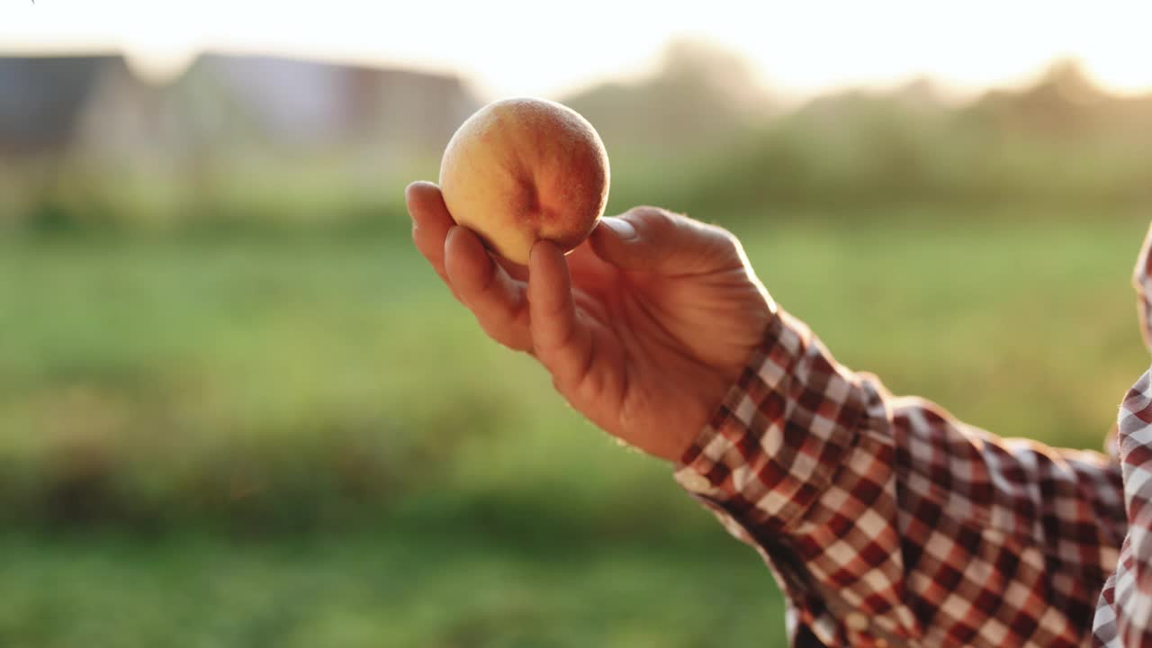 成熟的农民在私人花园种植有机新鲜桃子。老男人在绿色花园工作，检查小桃子。五颜六色的水果在树上准备在夏天收获视频素材