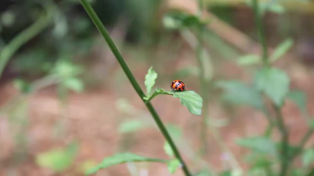 一只瓢虫栖息在草地上视频素材