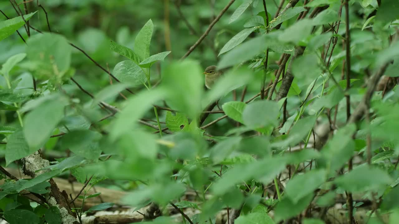 白俄罗斯普通糠(Phylloscopus collybita)对雏鸟的摄食视频素材