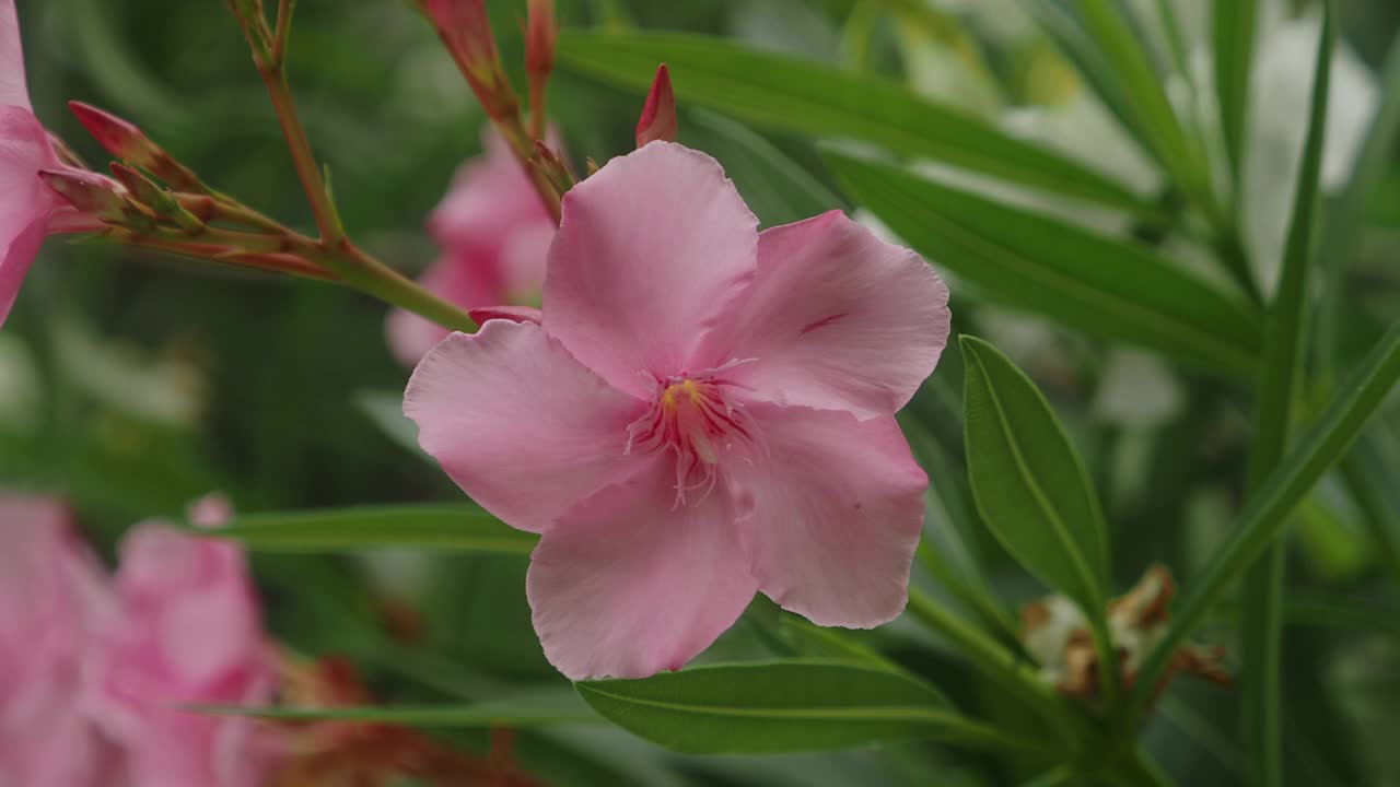 夹竹桃和粉红色的花视频素材