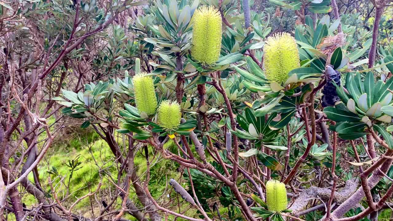 开花沿海拔克西木属视频素材