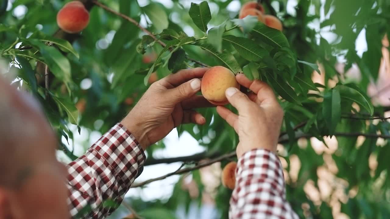 专业的农民在花园工作，检查小桃子。人们在夏季种植有机水果。成熟的水果长在树上。收获的季节视频素材