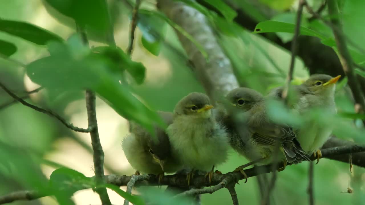 白俄罗斯普通糠(Phylloscopus collybita)对雏鸟的摄食视频素材