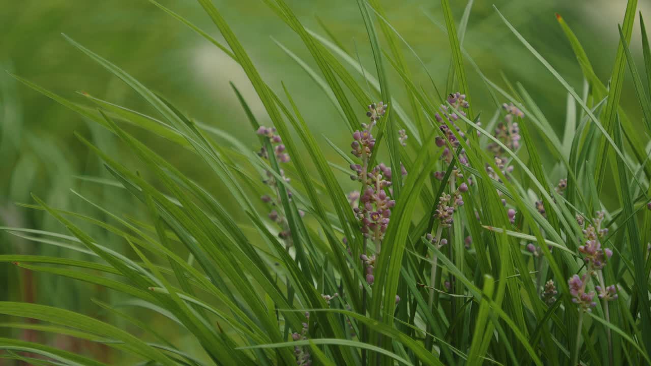 粉红色的花朵和蜜蜂在草地的场景视频素材