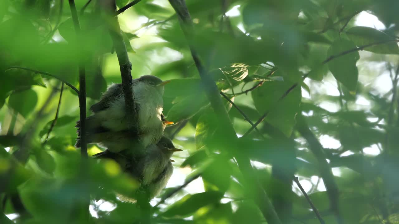 白俄罗斯普通糠(Phylloscopus collybita)对雏鸟的摄食视频素材