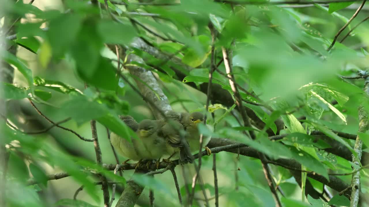 白俄罗斯普通糠(Phylloscopus collybita)对雏鸟的摄食视频素材