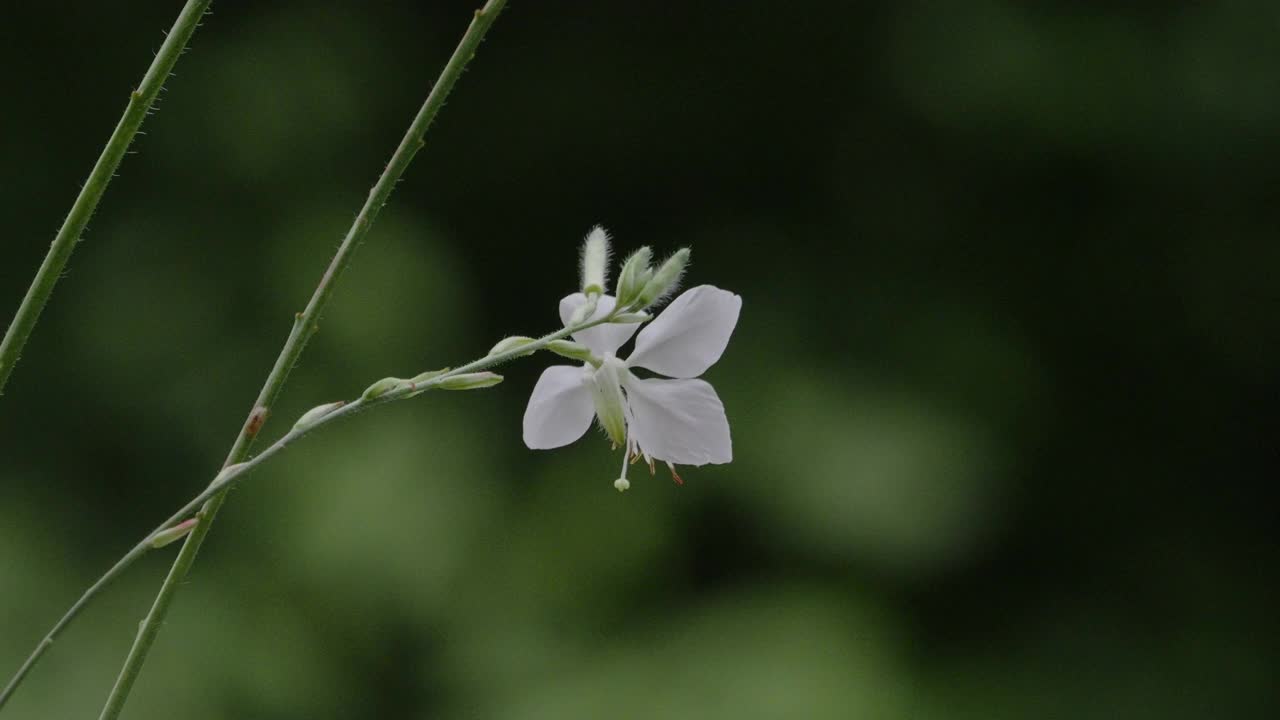 微风吹来白花视频素材