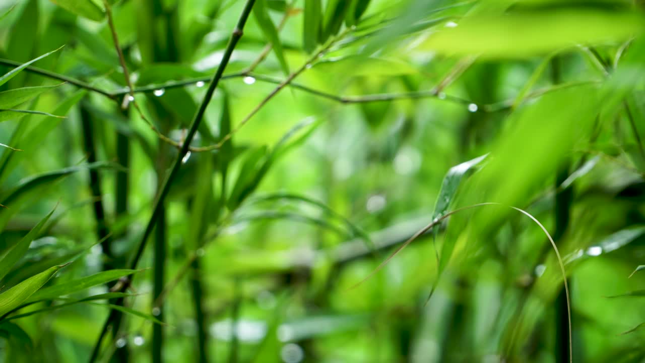 雨后竹叶视频素材