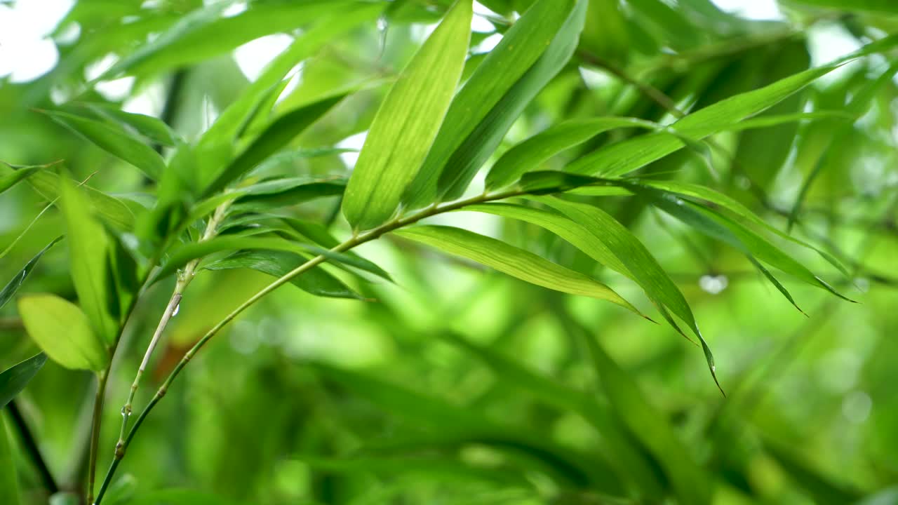 雨后竹叶视频素材