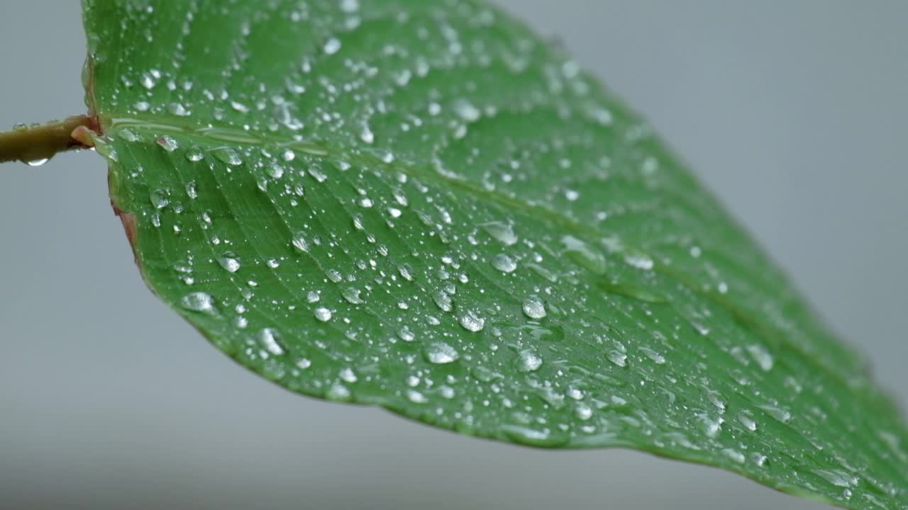 潮湿的绿叶上有雨滴和露珠在雨中飘动。视频素材