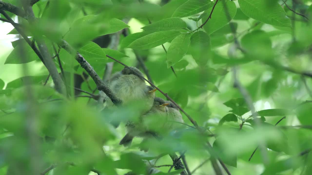 白俄罗斯普通糠(Phylloscopus collybita)对雏鸟的摄食视频素材