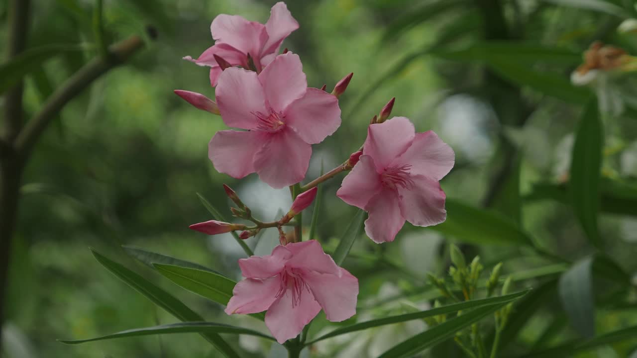 夹竹桃和粉红色的花视频素材