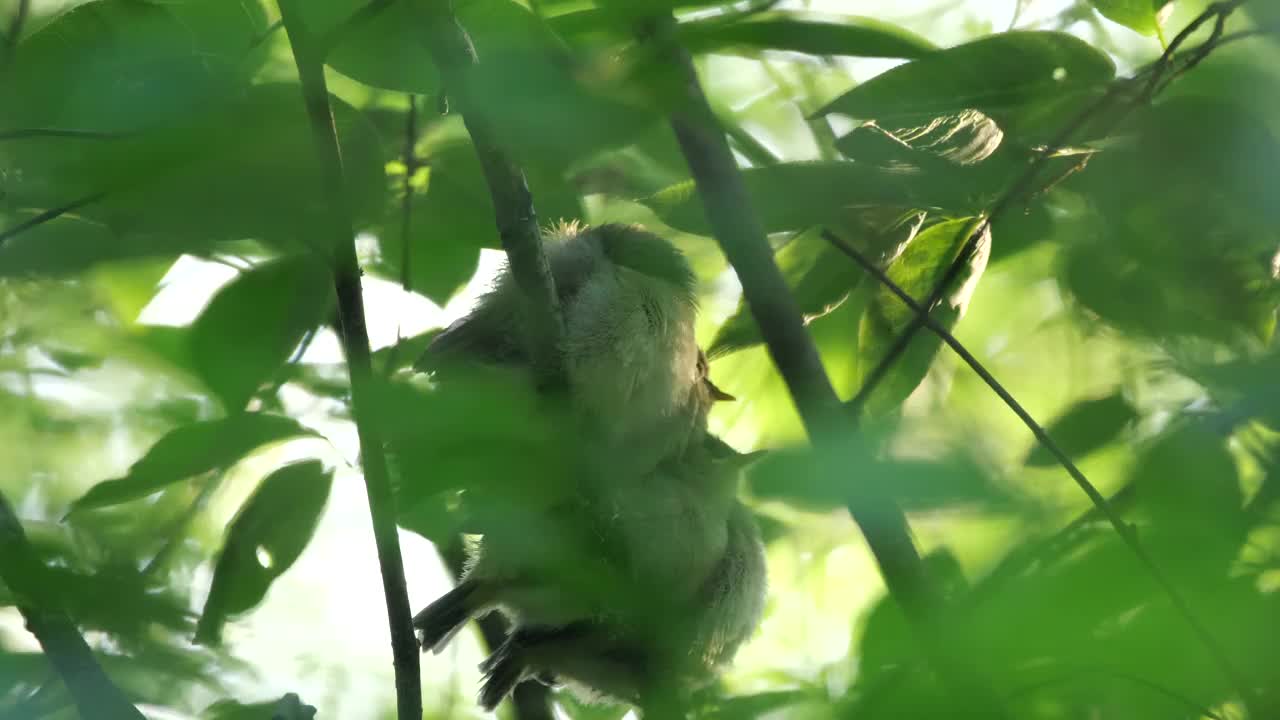 白俄罗斯普通糠(Phylloscopus collybita)对雏鸟的摄食视频素材