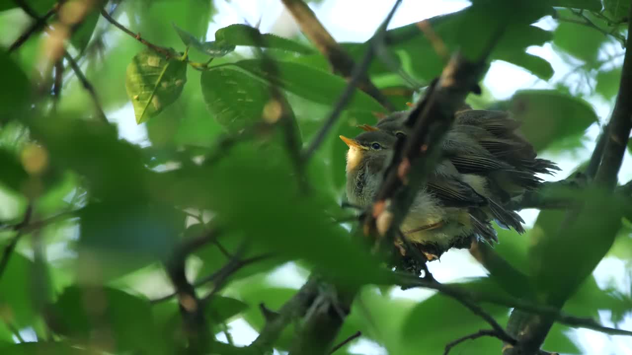 白俄罗斯普通糠(Phylloscopus collybita)对雏鸟的摄食视频素材