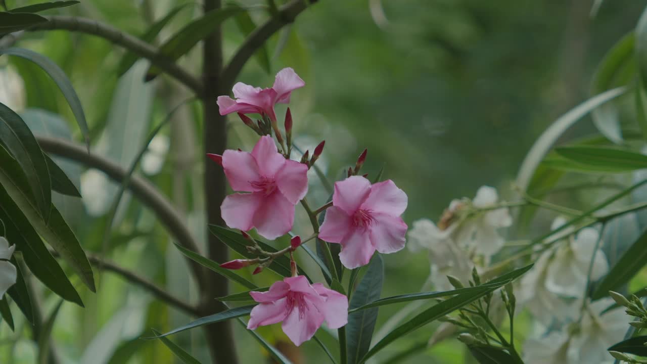 夹竹桃和粉红色的花视频素材