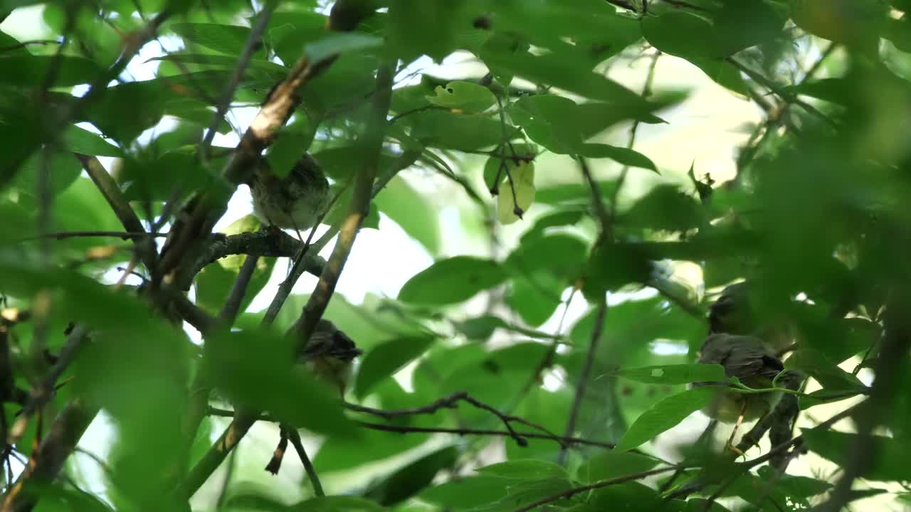 白俄罗斯普通糠(Phylloscopus collybita)对雏鸟的摄食视频素材