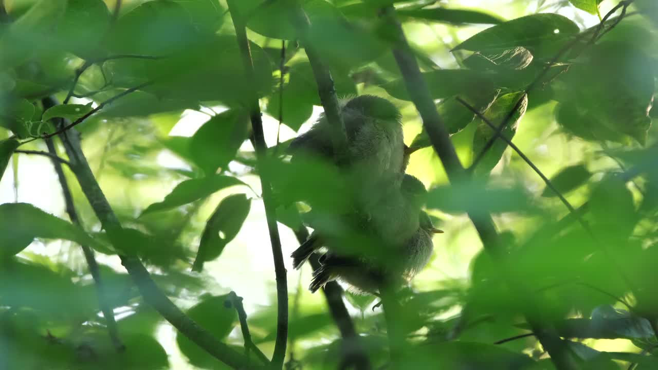 白俄罗斯普通糠(Phylloscopus collybita)对雏鸟的摄食视频素材