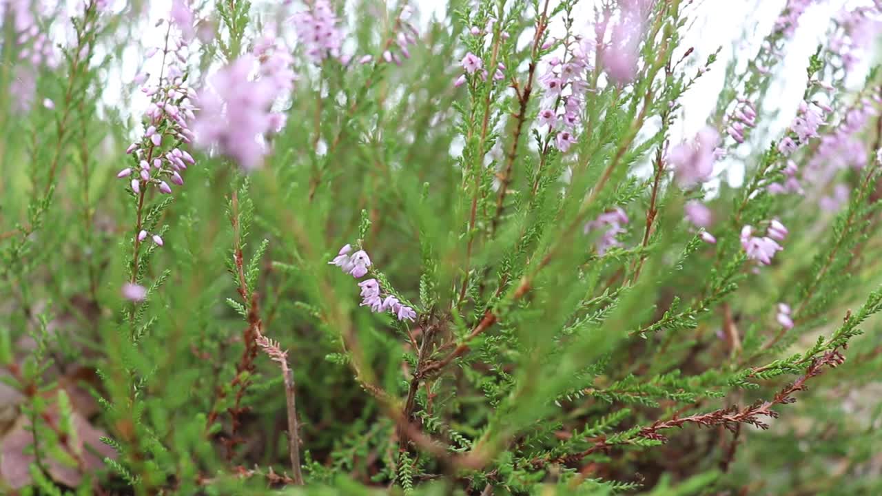 石南花在森林里开花。视频下载