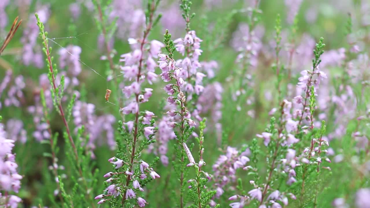 石南花在森林里开花。视频素材