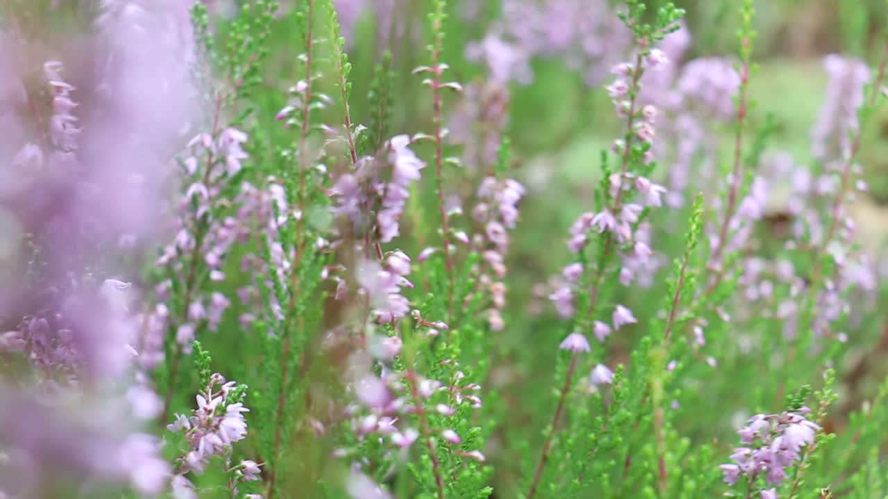 石南花在森林里开花。视频素材