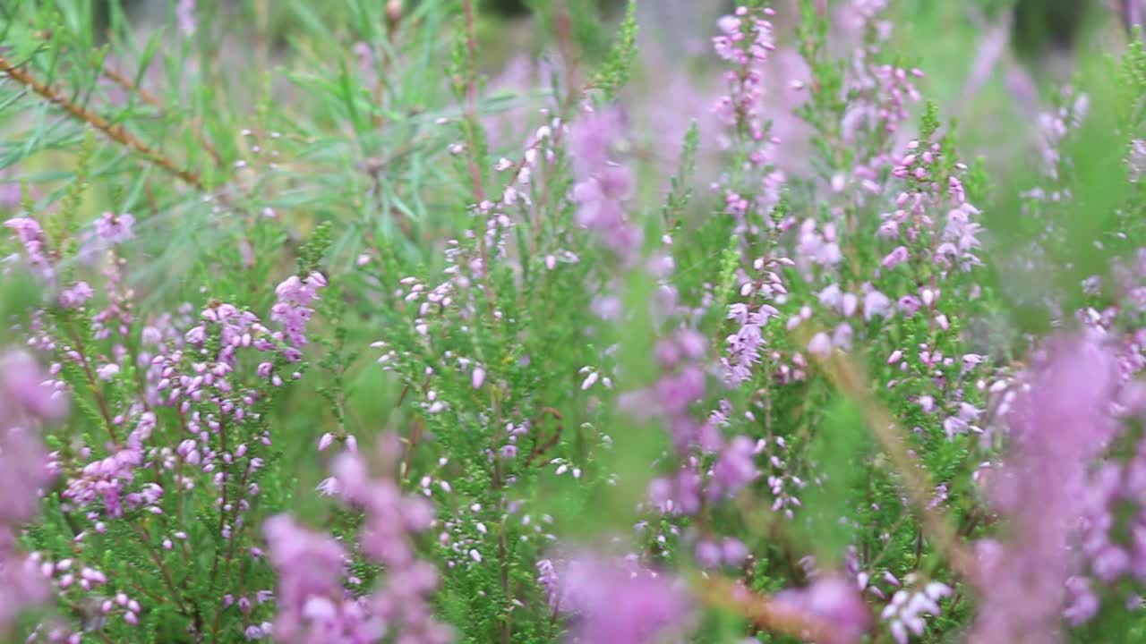 石南花在森林里开花。视频素材