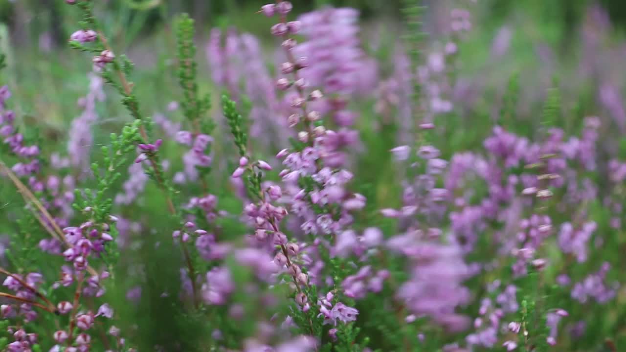 石南花在森林里开花。视频下载