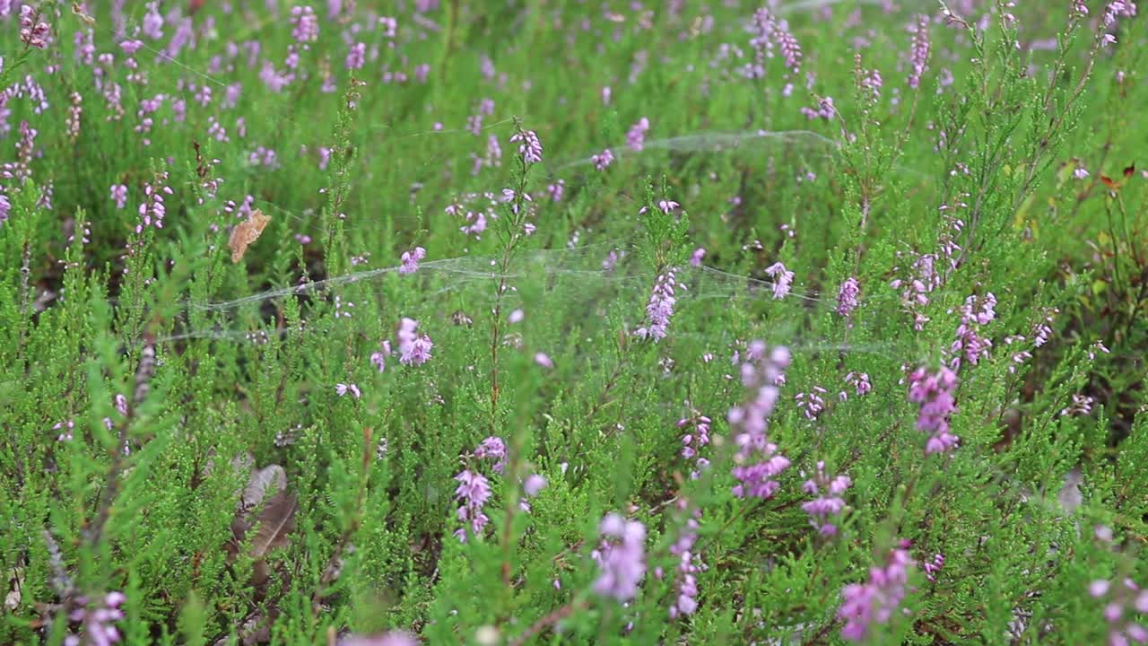 石南花在森林里开花。视频素材