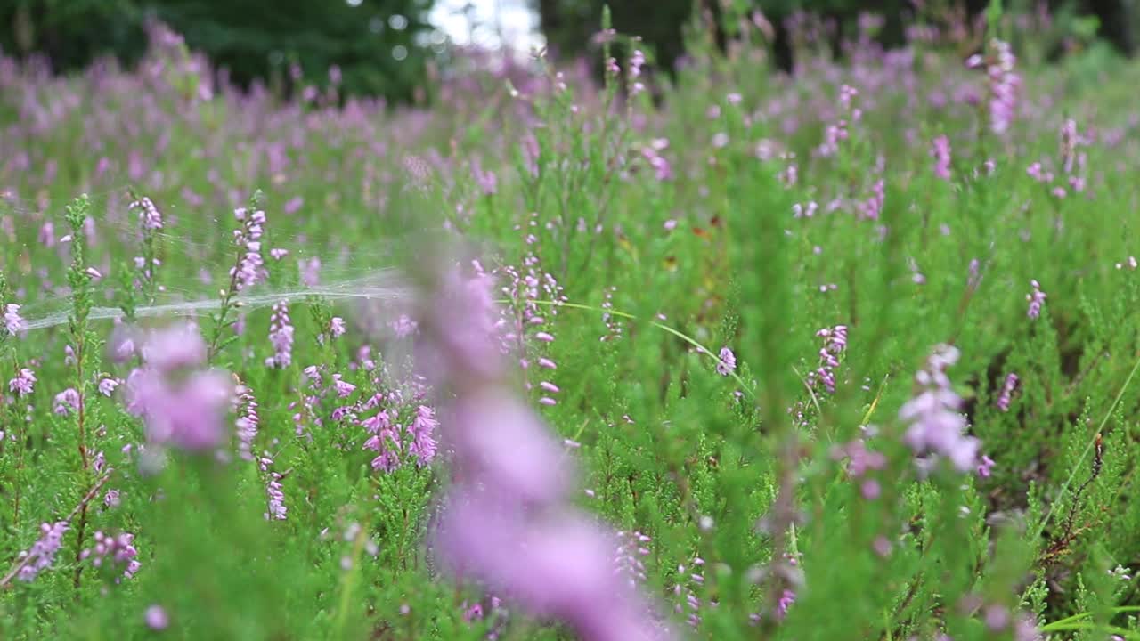 石南花在森林里开花。视频素材