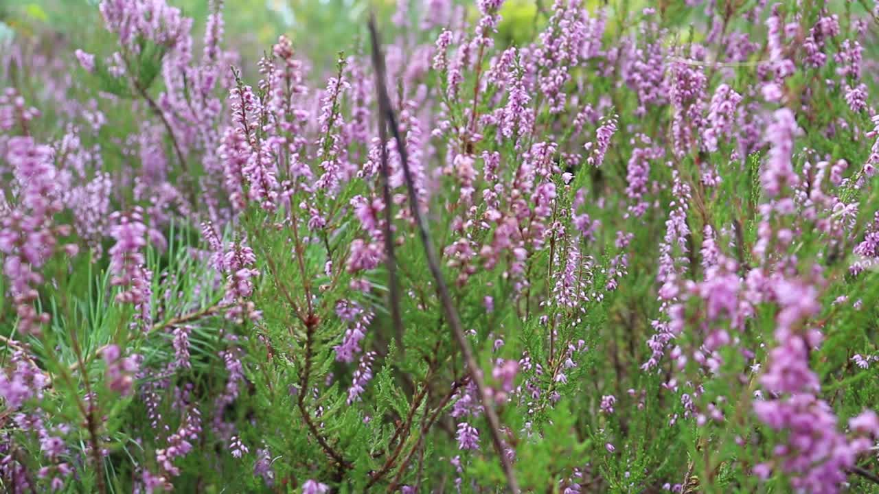 石南花在森林里开花。视频素材