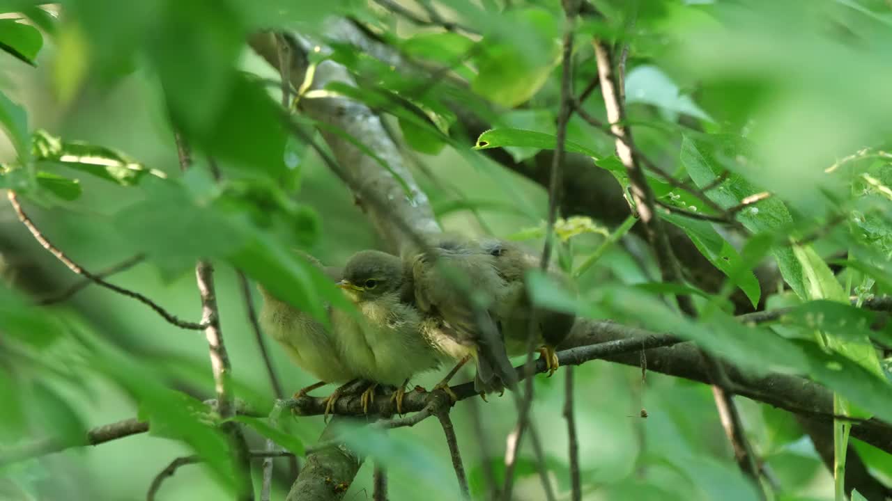 白俄罗斯普通糠(Phylloscopus collybita)对雏鸟的摄食视频素材