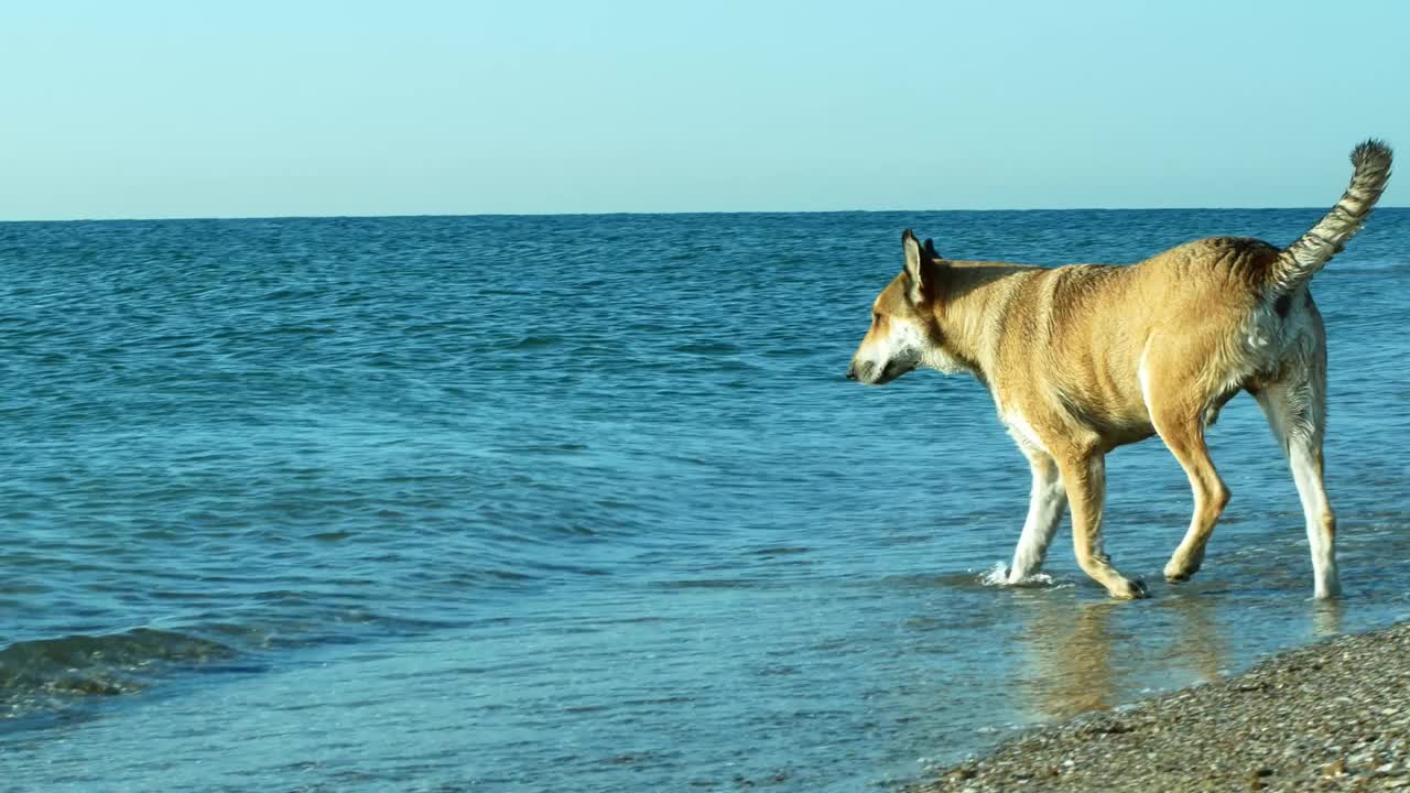 一只漂亮的狗在海里游泳。狗在假期里在水里游泳。视频素材