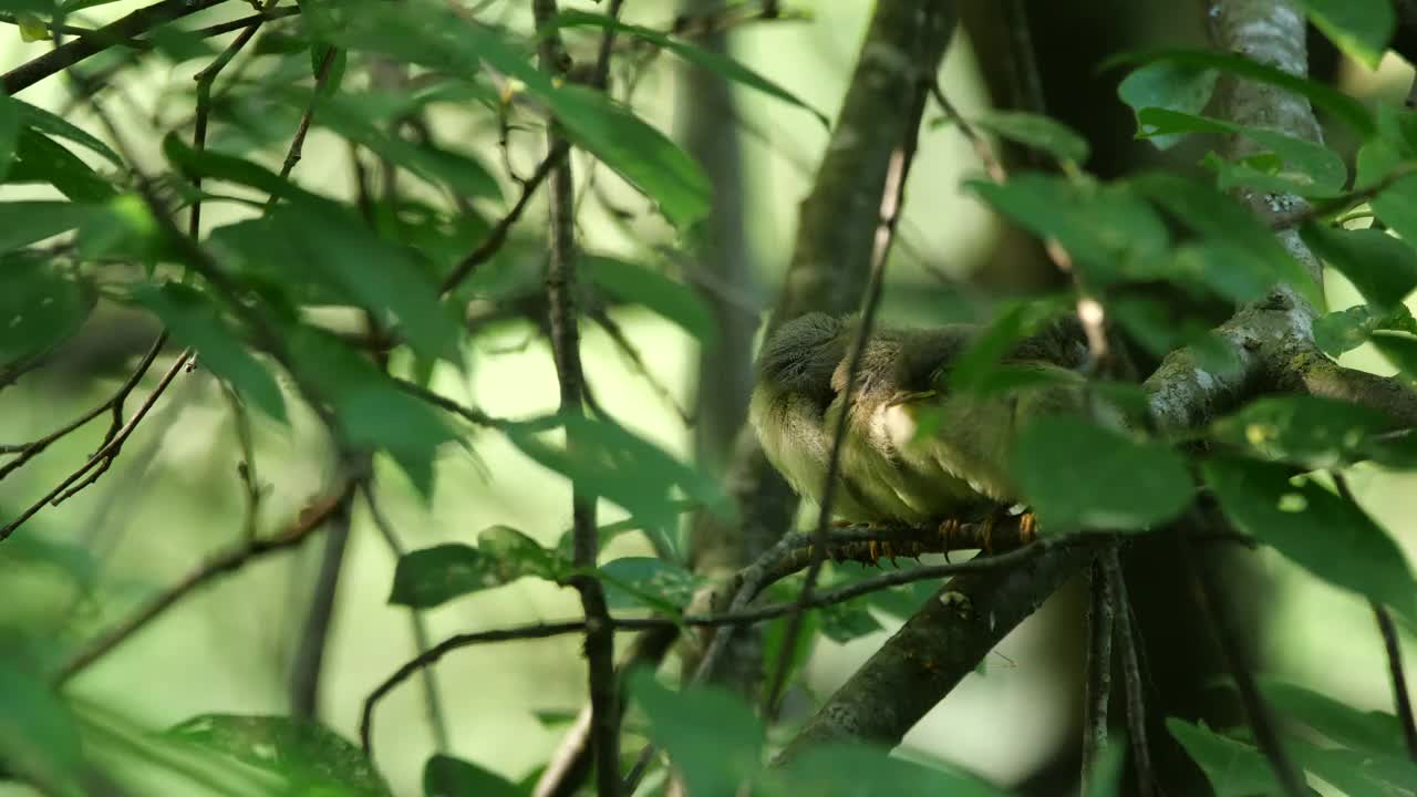 白俄罗斯普通糠(Phylloscopus collybita)对雏鸟的摄食视频素材