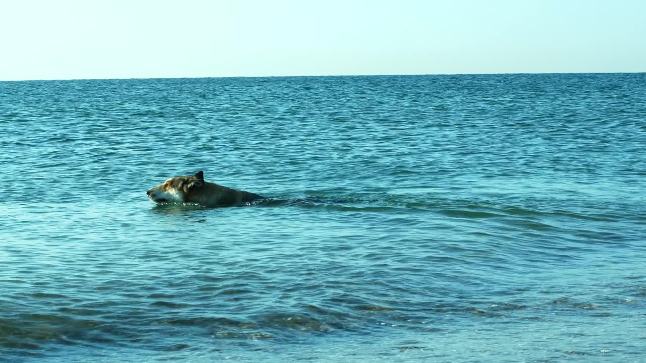 一只漂亮的狗在海里游泳。狗在假期里在水里游泳。视频素材