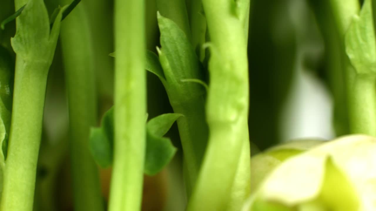 滑块视频发芽的年轻鹰嘴豆种子的芽。为食物而发芽的绿色植物。视频素材