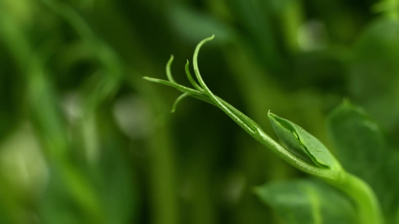 滑块视频发芽的年轻鹰嘴豆种子的芽。为食物而发芽的绿色植物。视频素材