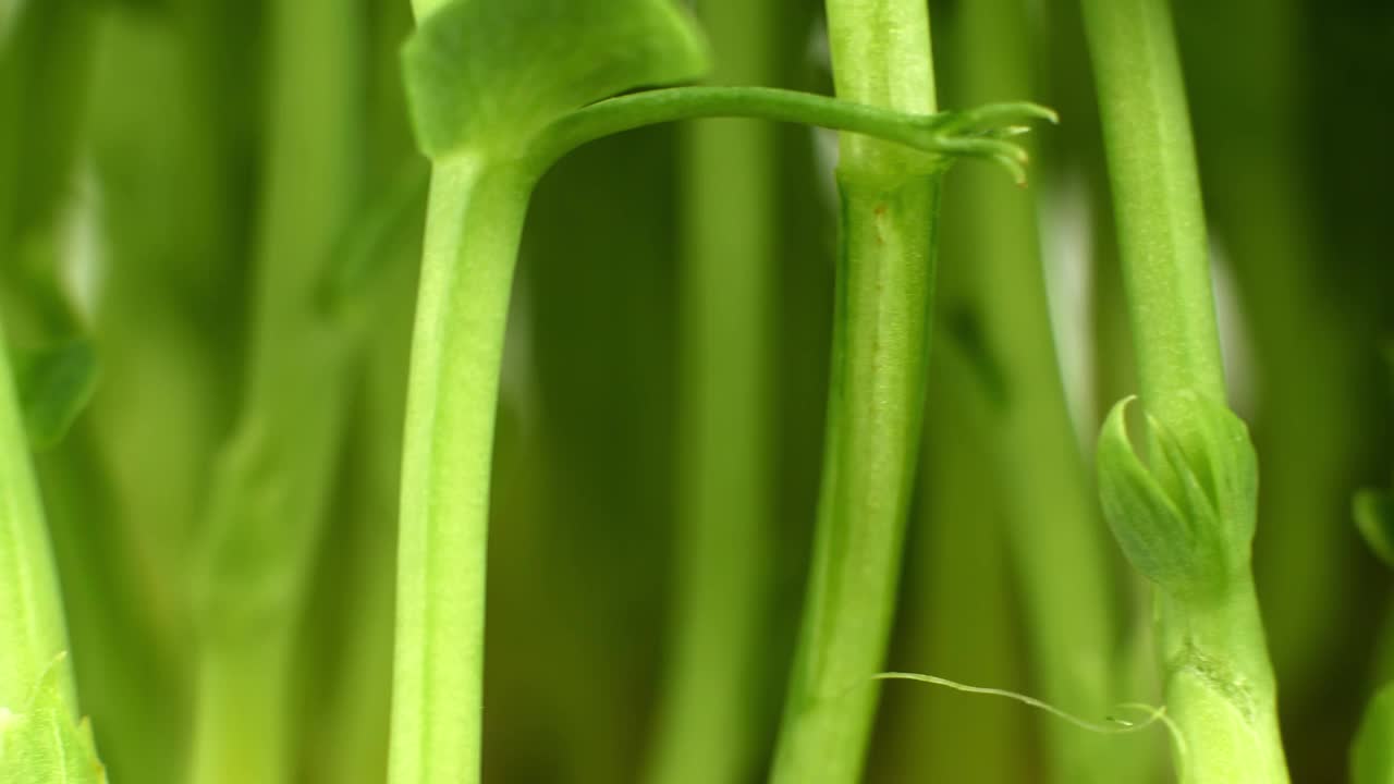 滑块视频发芽的年轻鹰嘴豆种子的芽。为食物而发芽的绿色植物。视频素材