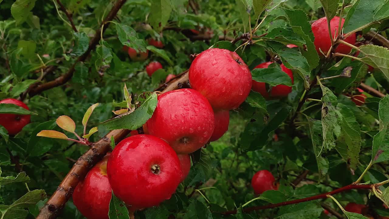 下雨天，红苹果挂在果园的树枝上视频素材