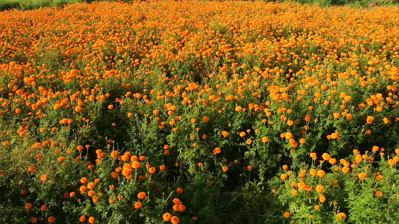 菊花花园高清视频视频素材