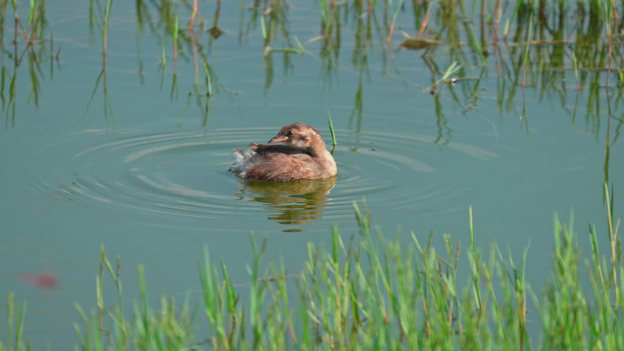 小grebe (Tachybaptus ruficollis)视频素材