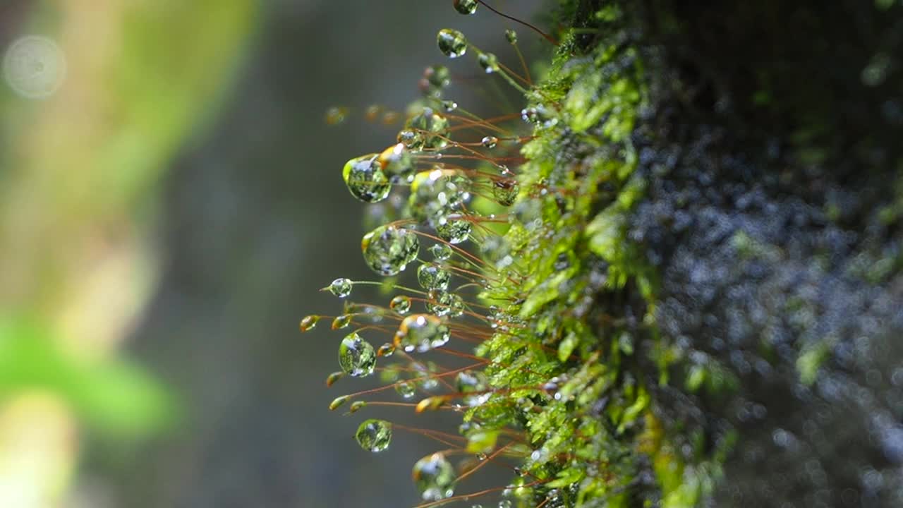 青苔露珠视频素材