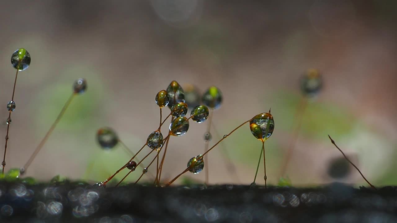 青苔露珠视频素材