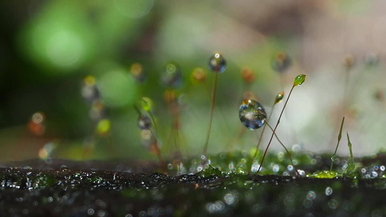 青苔露珠视频素材