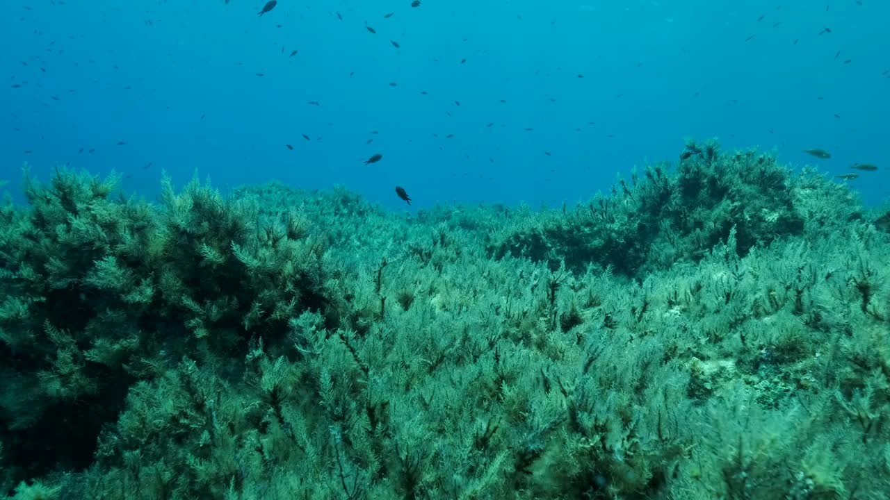 缓慢的运动。地中海染色鱼(chromis chromis)游过覆盖着棕色海藻(Cystoseira)的岩石海床。在靠近海底时，相机侧移到左边。塞浦路斯视频素材